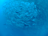01_palau_gingame.gif