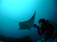 01_palau_manta2.gif