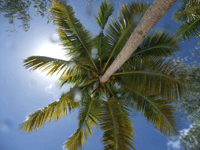 0302_palm.gif