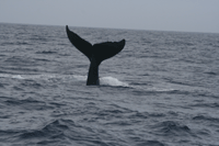 0307_tail.gif
