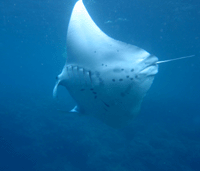 0930_manta.gif