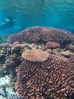 0606_coral2.gif