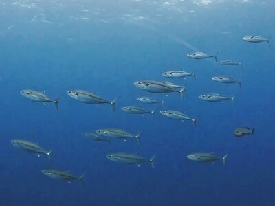 InShot_20260520_064050614.jpg