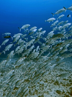 InShot_20261004_060225497.jpg
